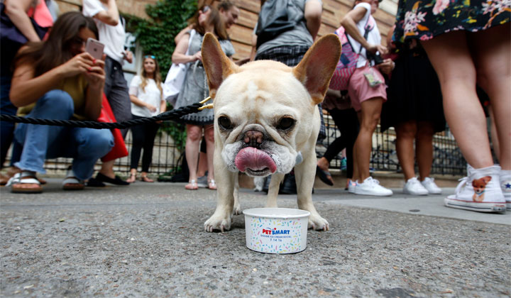 FREE Doggie Ice Cream