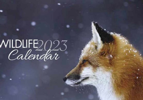 CWE Calendar