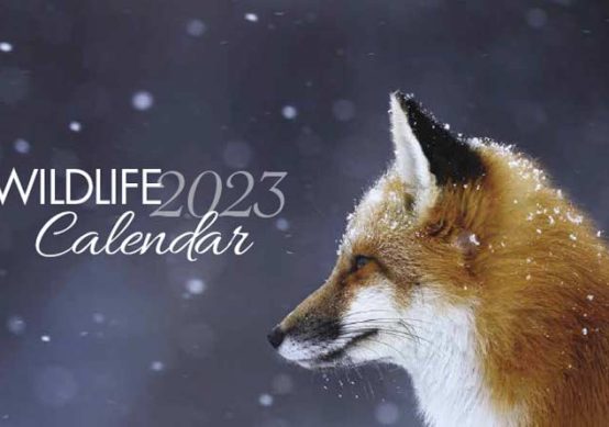 cwe-calendar
