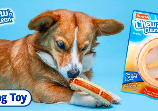dog-toy