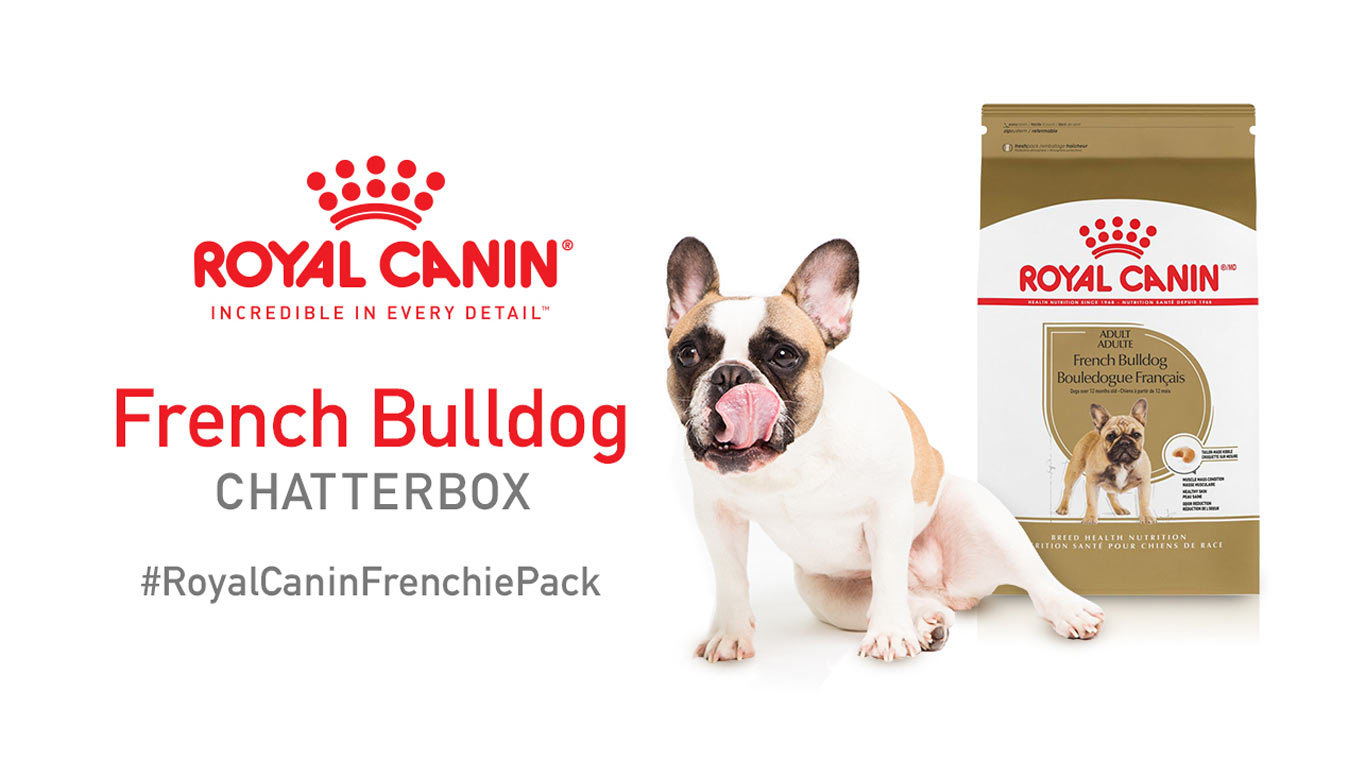 French Bulldog Chatterbox