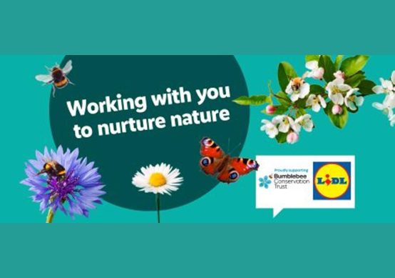lidl-flower-seeds