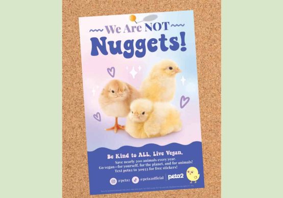 We Are Not Nuggets